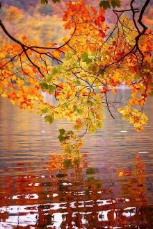 Takken met herfstbladeren boven het water
